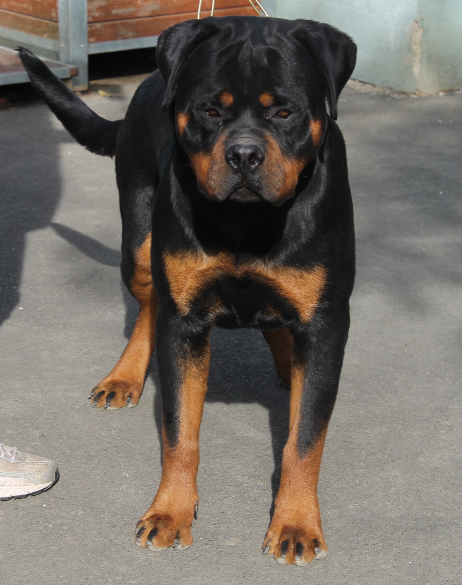 Allgemeine Rottweiler Union